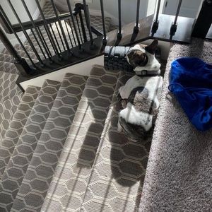 Meet your Posher, Griffin